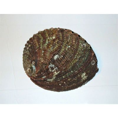 Green Abalone Haliotis Fulgens 5 to 6" Sea Shell Beach Decor Craft Reef
