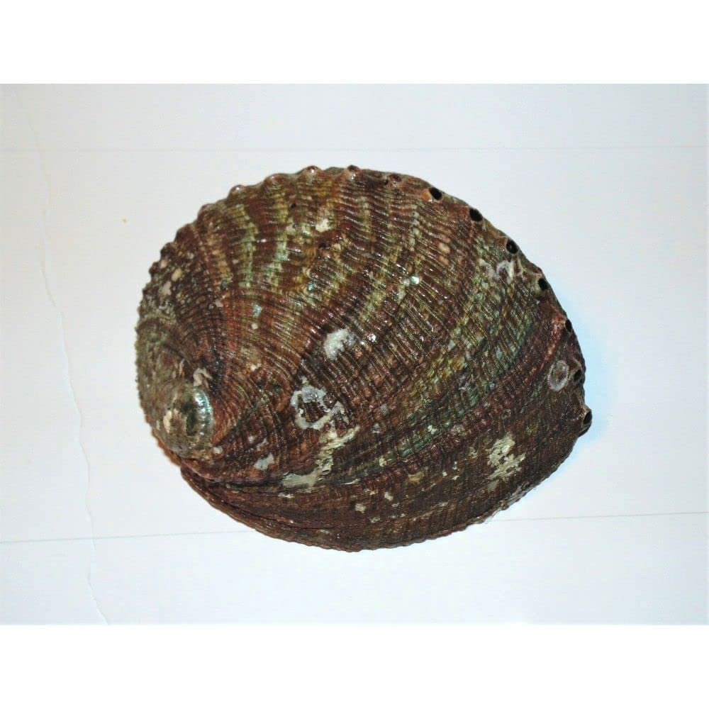 Green Abalone Haliotis Fulgens 5 to 6" Sea Shell Beach Decor Craft Reef