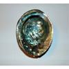 Green Abalone Haliotis Fulgens 5 to 6" Sea Shell Beach Decor Craft Reef view 2