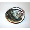 Green Abalone Haliotis Fulgens 5 to 6" Sea Shell Beach Decor Craft Reef view 3