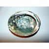 Green Abalone Haliotis Fulgens 5 to 6" Sea Shell Beach Decor Craft Reef view 4