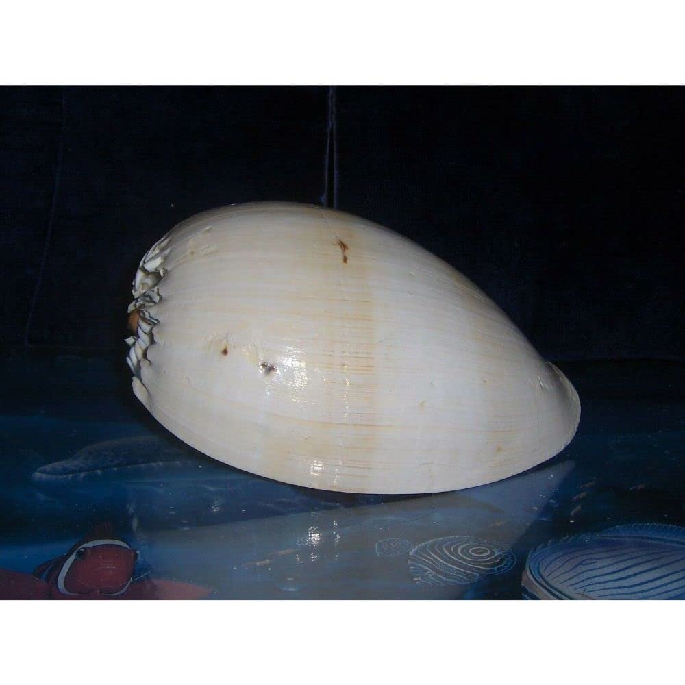 7" to 9" Melo Diadema Pacific Crowned Melon Sea Shell Decor Tropical Craft