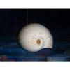 7" to 9" Melo Diadema Pacific Crowned Melon Sea Shell Decor Tropical Craft view 2