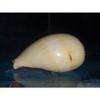 7" to 9" Melo Diadema Pacific Crowned Melon Sea Shell Decor Tropical Craft view 3