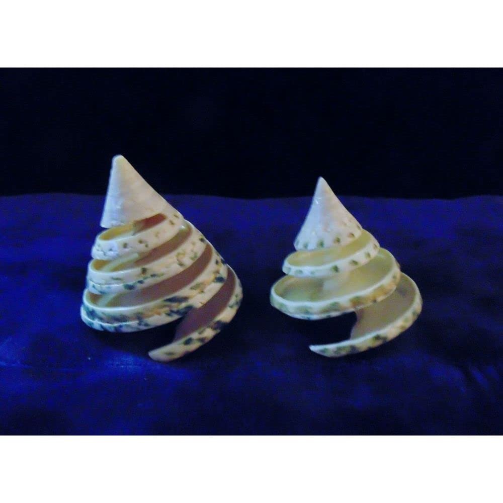 Two (2) Green Trochus Spiral Cut Tectus Pryramis Sea Shells 2-1/2" to 3"