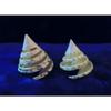 Two (2) Green Trochus Spiral Cut Tectus Pryramis Sea Shells 2-1/2" to 3" view 1