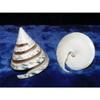 Two (2) Green Trochus Spiral Cut Tectus Pryramis Sea Shells 2-1/2" to 3" view 3