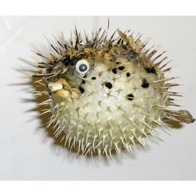 Porcupine Blow Fish 8 to 10" Long Sea Shell Nautical Beach Decor Tropical