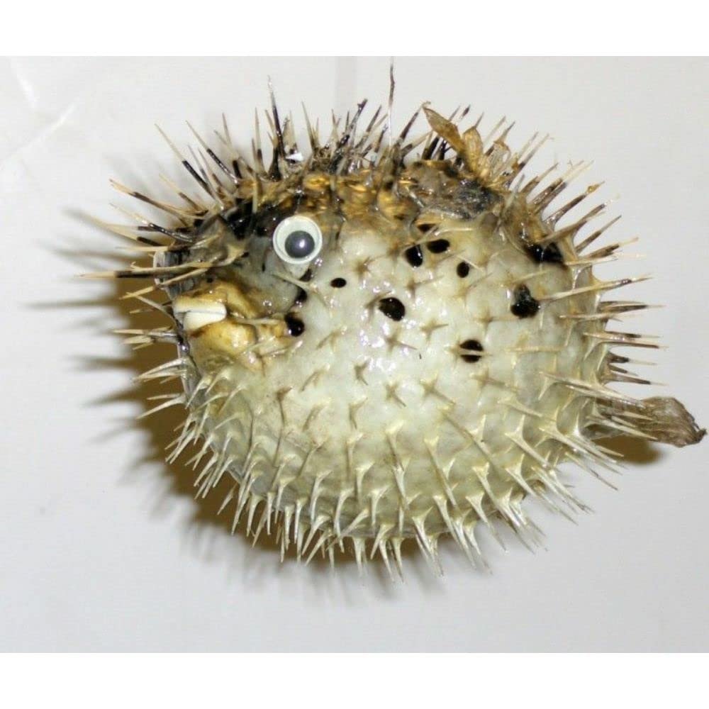 Porcupine Blow Fish 8 to 10" Long Sea Shell Nautical Beach Decor Tropical