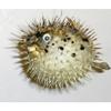 Porcupine Blow Fish 8 to 10" Long Sea Shell Nautical Beach Decor Tropical view 1