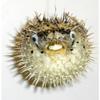 Porcupine Blow Fish 8 to 10" Long Sea Shell Nautical Beach Decor Tropical view 2