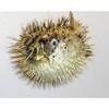 Porcupine Blow Fish 8 to 10" Long Sea Shell Nautical Beach Decor Tropical view 3