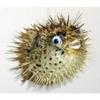 Porcupine Blow Fish 8 to 10" Long Sea Shell Nautical Beach Decor Tropical view 4