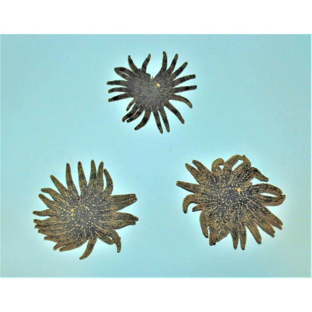 3 to 4" Multi-Leg Starfish (Grade B), Sea Beach Tropical Reef Craft