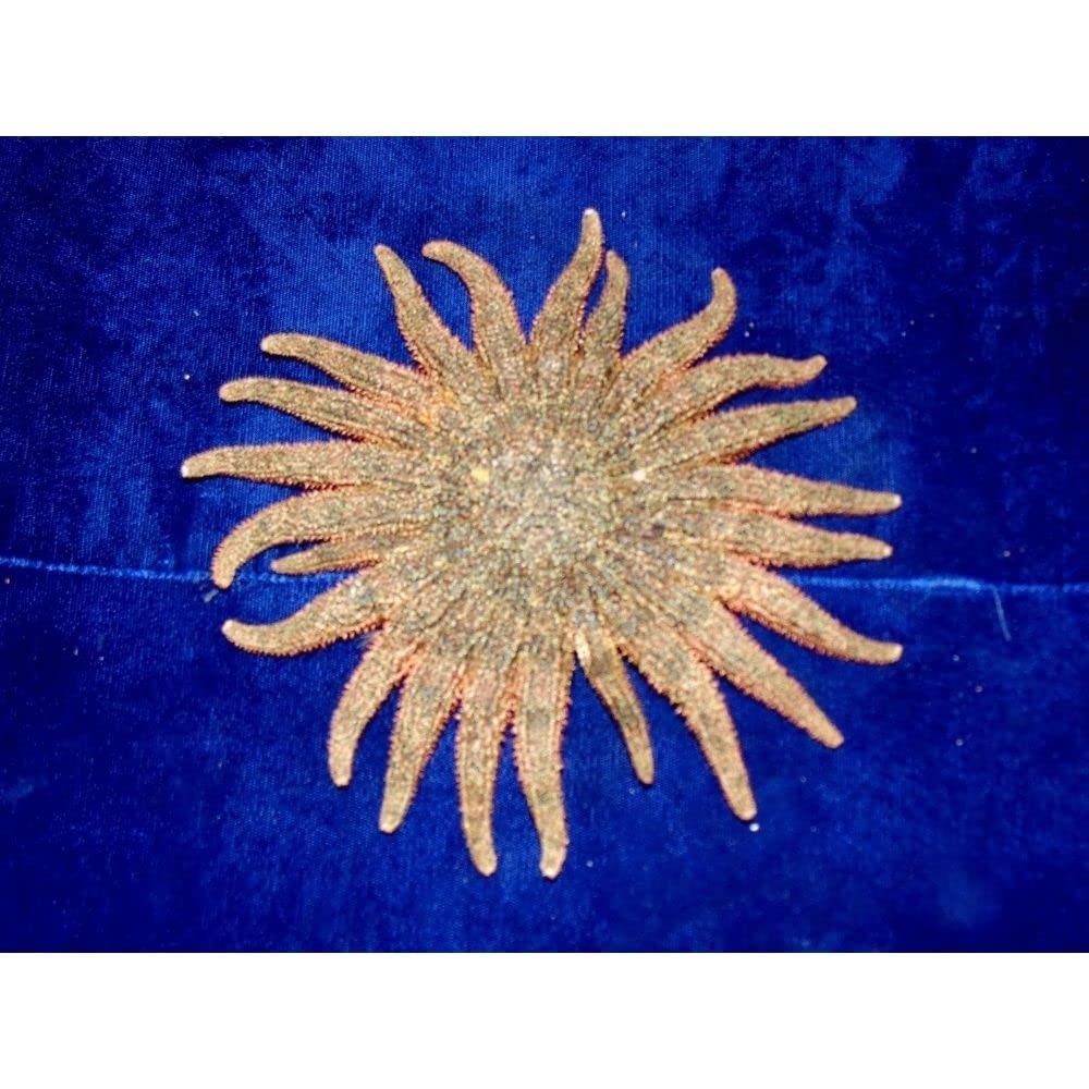 4- to 6" Multi-Leg Starfish Sea Shell Beach Decor Tropical Reef Crafts