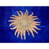 4- to 6" Multi-Leg Starfish Sea Shell Beach Decor Tropical Reef Crafts view 1