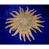 4- to 6" Multi-Leg Starfish Sea Shell Beach Decor Tropical Reef Crafts view 2