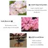 Artificial Cherry Blossom Flowers Simulated Artificial Cherry Blossom Tree - for Indoor/Outdoor/Party/Restaurant/Mall Artificial Plant 2.52m/8.26.5ft view 4