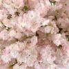 Artificial Cherry Blossom Tree, Japanese Cherry Blossom Tree, Simulation Red Blossom Tree, Sakura Tree, Cherry Blossom Tree, Fake Tree Indoor Outdoor 1.81.5m/65ft view 3