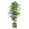72" Green and Brown Ficus Artificial Tree in Basket view 1