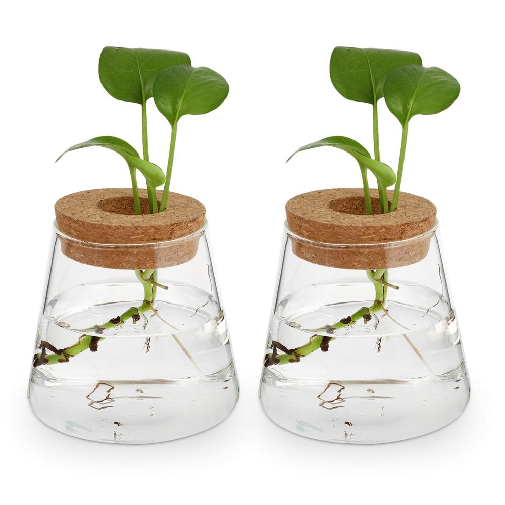Plants Propagation Station 2Pcs Desktop Plant Terrarium Glass Hydroponic Vases Desktop Vase with Hole Lid for Home Office Table Decoration
