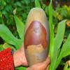 8" Special Shiva Lingam is a Symbol Made from a Sacred Hindu Stone Found in The Narmada River in Western India (Style 3) 029 view 2