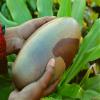8" Special Shiva Lingam is a Symbol Made from a Sacred Hindu Stone Found in The Narmada River in Western India (Style 3) 029 view 3
