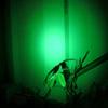 2 x Green Light Pen Type Penlight Flashlight One Mode Green Light LED Torch view 4