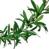 6 Ft Artificial Olive Leaf Garland,2 PCS Faux Olive Branch Greenery Garland with Fruit for Home Garden Office Wedding Decorations view 4