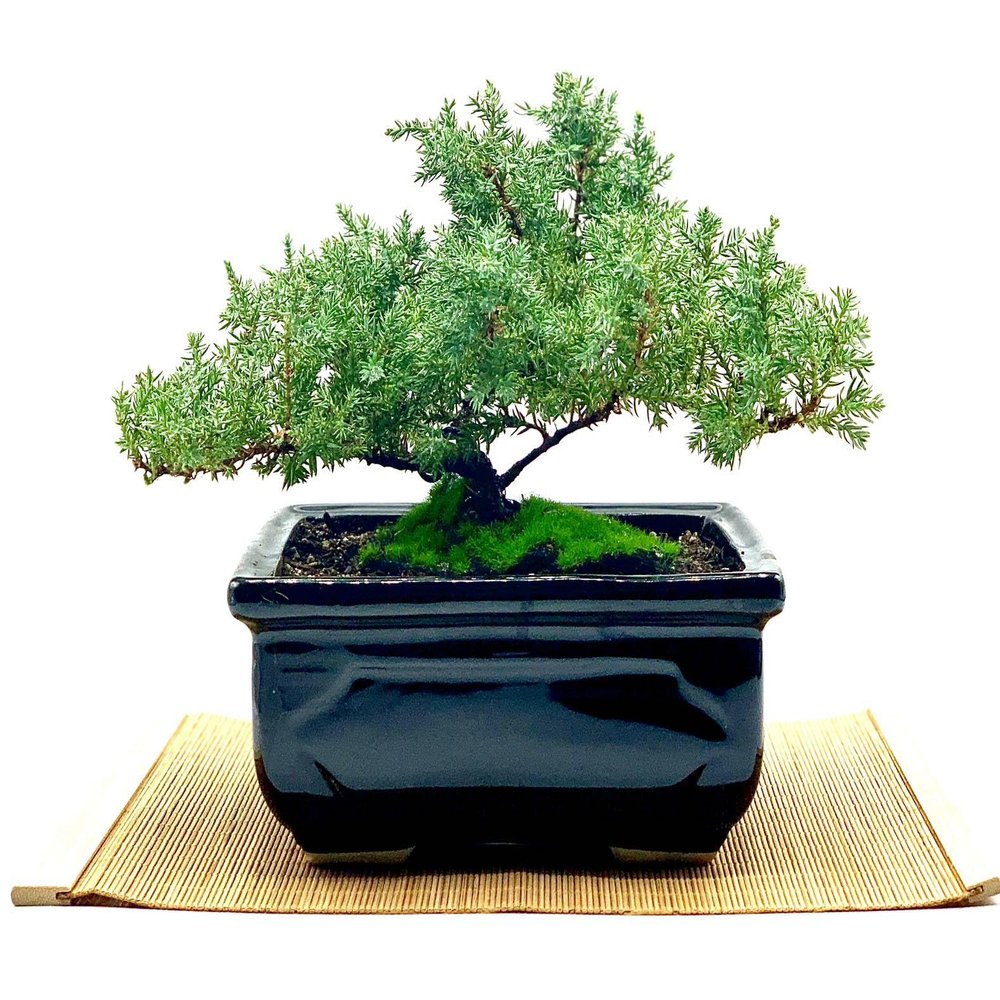 Live Dwarf Juniper Bonsai Tree | Indoor/Outdoor | 100% Handcrafted| Home and Office Dcor | Best Gift for Holiday (MM)