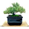 Live Dwarf Juniper Bonsai Tree | Indoor/Outdoor | 100% Handcrafted| Home and Office Dcor | Best Gift for Holiday (MM) view 1
