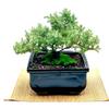 Live Dwarf Juniper Bonsai Tree | Indoor/Outdoor | 100% Handcrafted| Home and Office Dcor | Best Gift for Holiday (MM) view 2