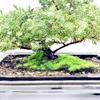 Live Dwarf Juniper Bonsai Tree | Indoor/Outdoor | 100% Handcrafted| Home and Office Dcor | Best Gift for Holiday (MM) view 3