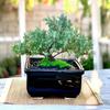 Live Dwarf Juniper Bonsai Tree | Indoor/Outdoor | 100% Handcrafted| Home and Office Dcor | Best Gift for Holiday (MM) view 4