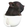 1 Pcs Rustic Lifelike Black Pig Piggy In Tea Cup Figurine view 2