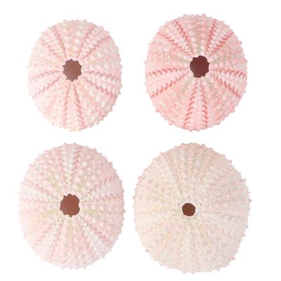 NOLITOY 4pcs Seashells Bonsai Tray Craft Large Sea Shells Sea Urchin Air Plant Holder Tree Shallow Pots for Plants Hanging Pot Holder Pink Containers Miniature Seaside Fish Tank