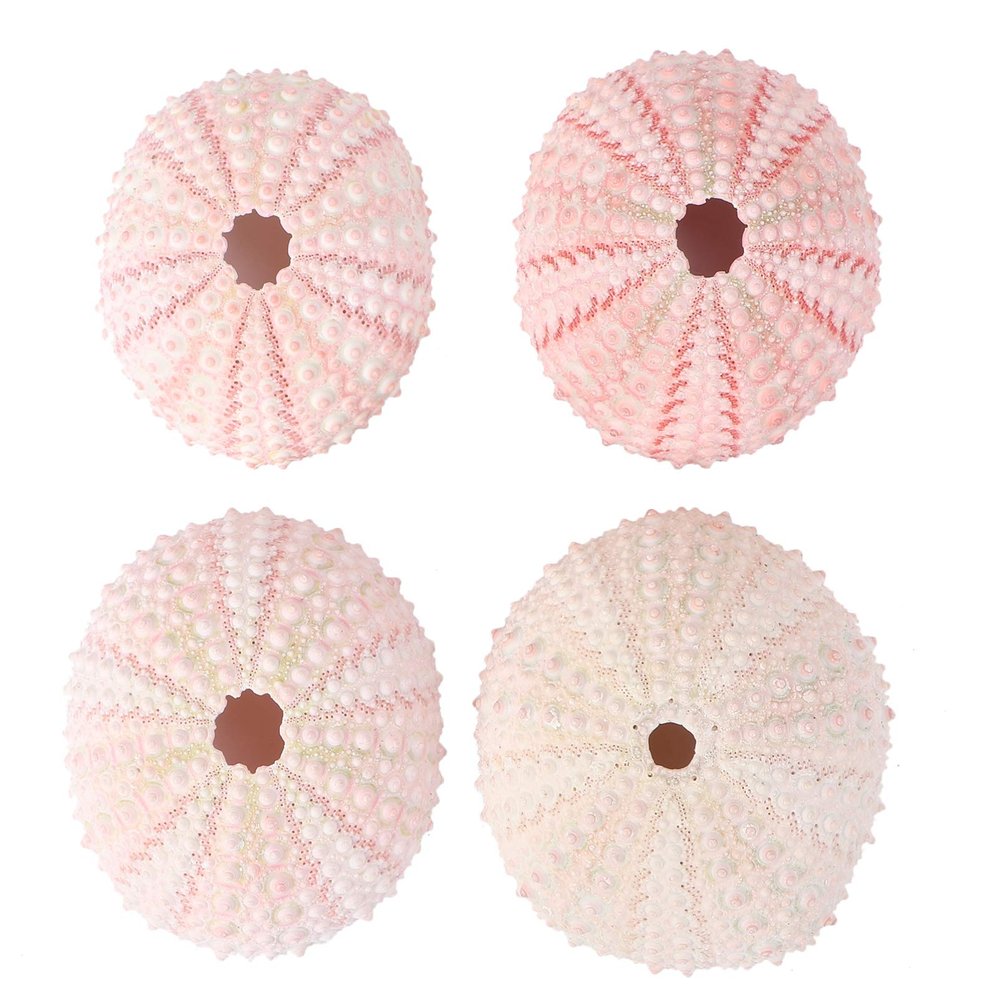 NOLITOY 4pcs Seashells Bonsai Tray Craft Large Sea Shells Sea Urchin Air Plant Holder Tree Shallow Pots for Plants Hanging Pot Holder Pink Containers Miniature Seaside Fish Tank