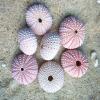 NOLITOY 4pcs Seashells Bonsai Tray Craft Large Sea Shells Sea Urchin Air Plant Holder Tree Shallow Pots for Plants Hanging Pot Holder Pink Containers Miniature Seaside Fish Tank view 2