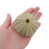 NOLITOY 4pcs Seashells Bonsai Tray Craft Large Sea Shells Sea Urchin Air Plant Holder Tree Shallow Pots for Plants Hanging Pot Holder Pink Containers Miniature Seaside Fish Tank view 4