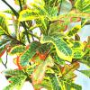 Simulation Potted Plants Bonsai Tree Artificial Tree Height 35 Inch, Faux Bonsai Laurel Tree, Suitable for Home Office Decoration Indoor Faux Plants Fake Plant Greenery Decor for Desk view 3