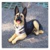 ALDEPO Sculpture Tabletop Office Living Room Decoration Sculptures Statue Figurine Simulation Wolf Dog Decoration Shepherd Dog Model Fake Dog Decoration Send Friends Move Housewarming Gifts view 2