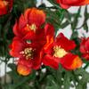 Factory Direct Craft Group of 2 Red Orange Artificial Cosmos Bouquets for Summer Arrangements and Fall Home Decor - 19" H view 4