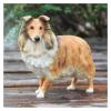 ALDEPO Sculpture Tabletop Figurine for Holiday Living Room Bedroom Home Decoration Statue Sculptures Shetland Sheepdog Simulation Dog Model Car Decoration Crafts Scottish Su Mu view 2