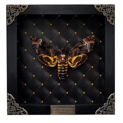 Real Framed Death Head Moth Handmade Shadow Box Skull Moth Butterfly Unique Gift Entomology Unique Insect Taxidermy Gothic Decor Collectables Wall Art Home Decor K18-01-NEM-MT