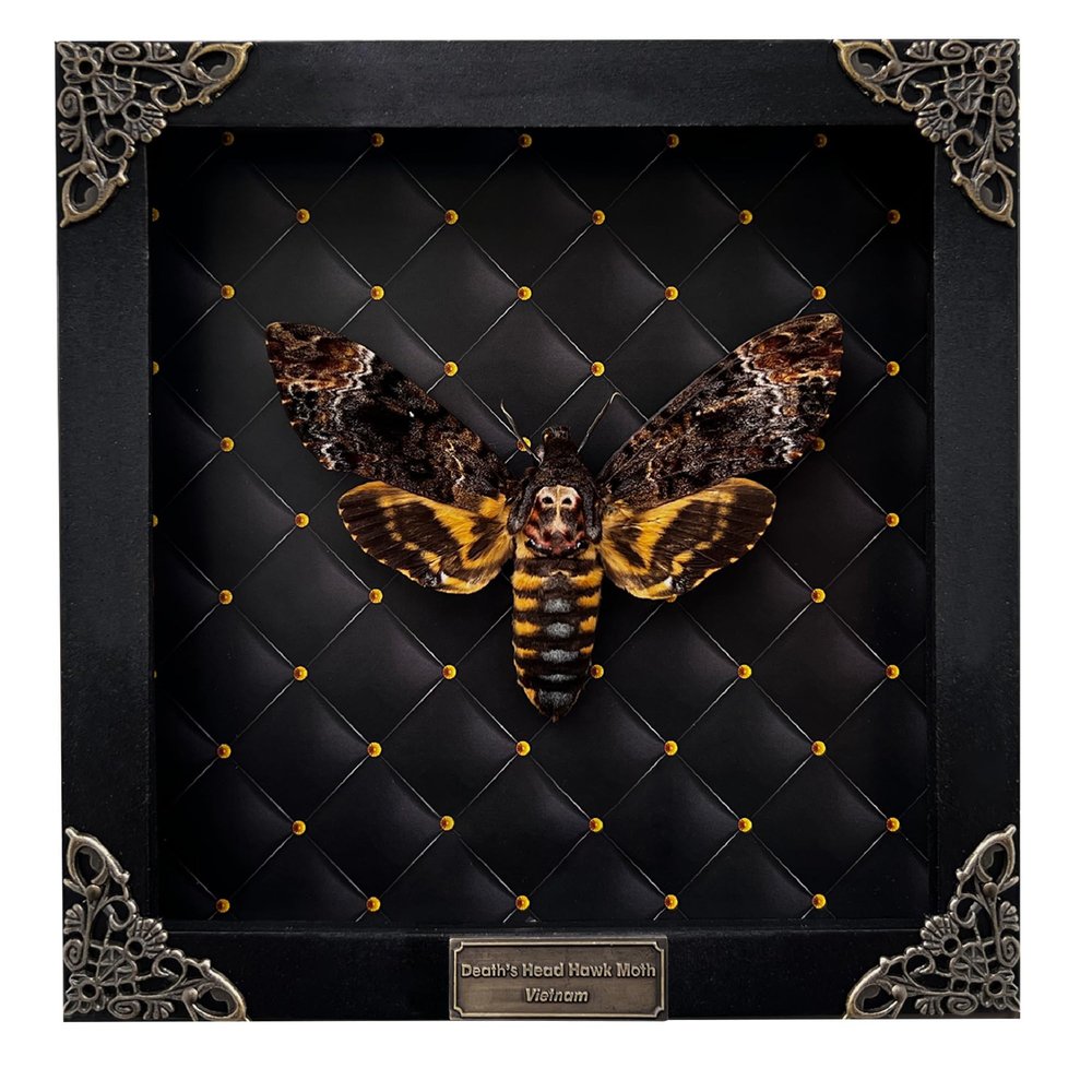 Real Framed Death Head Moth Handmade Shadow Box Skull Moth Butterfly Unique Gift Entomology Unique Insect Taxidermy Gothic Decor Collectables Wall Art Home Decor K18-01-NEM-MT