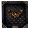 Real Framed Death Head Moth Handmade Shadow Box Skull Moth Butterfly Unique Gift Entomology Unique Insect Taxidermy Gothic Decor Collectables Wall Art Home Decor K18-01-NEM-MT view 1