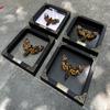 Real Framed Death Head Moth Handmade Shadow Box Skull Moth Butterfly Unique Gift Entomology Unique Insect Taxidermy Gothic Decor Collectables Wall Art Home Decor K18-01-NEM-MT view 3