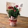 HEADS BWP-D1 Waterproof Paper Bouquet Wrapping, Made in Japan, 12.2 x 18.1 inches (31 x 46 cm), Pink, 30 Sheets, Fresh Flowers, Swag view 3