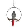 1 Pcs of Hanging Congo African Grey Parrot Perching On Branch with Metal Ring 13.5" H view 4