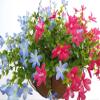 12 Inch Large Home Wedding Party Porch Garden Decoration Chain Hanging Basket Flower Silk Artificial Magnolias (Red and Blue) view 3